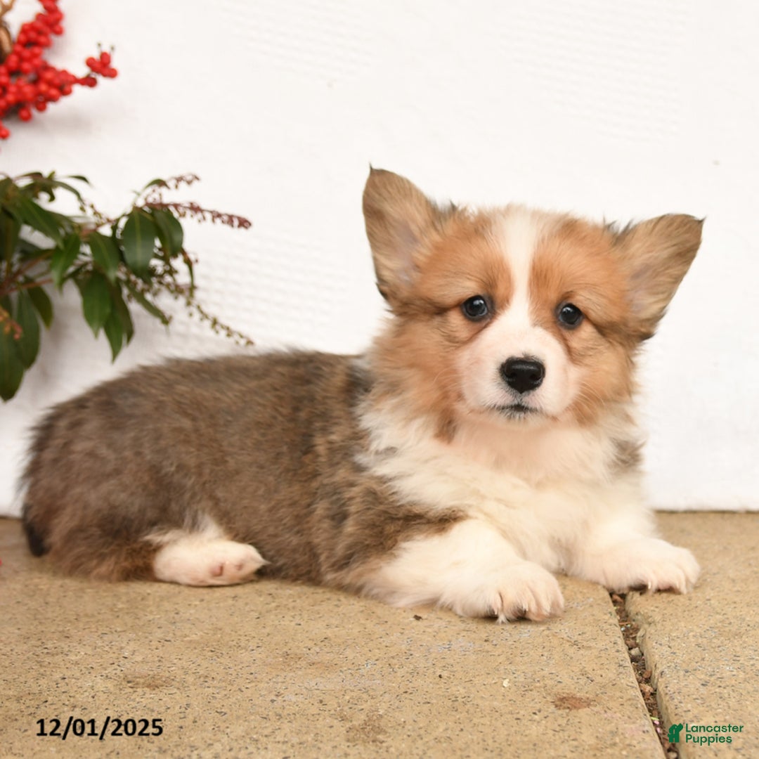 Welsh Corgi Pembroke dogs for sale: Pedro - Ad 3