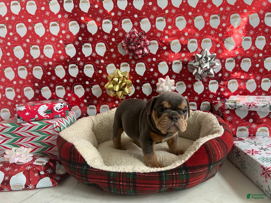 English Bulldog dogs for sale: Lavender - Ad 2