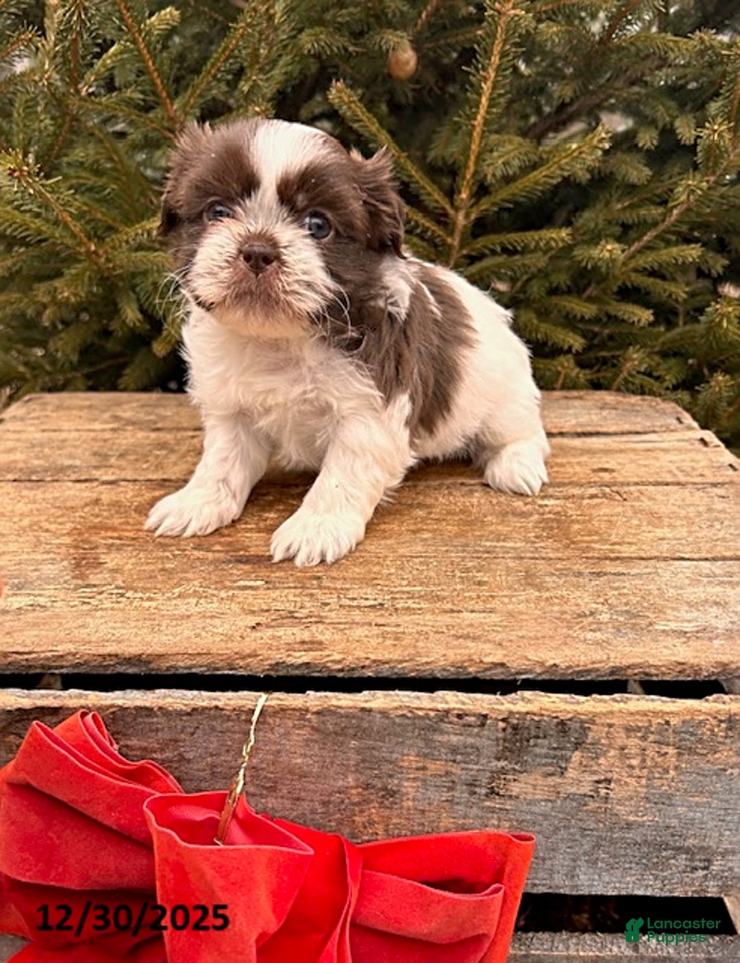 Shih Tzu dogs for sale: Baylee - Ad 3
