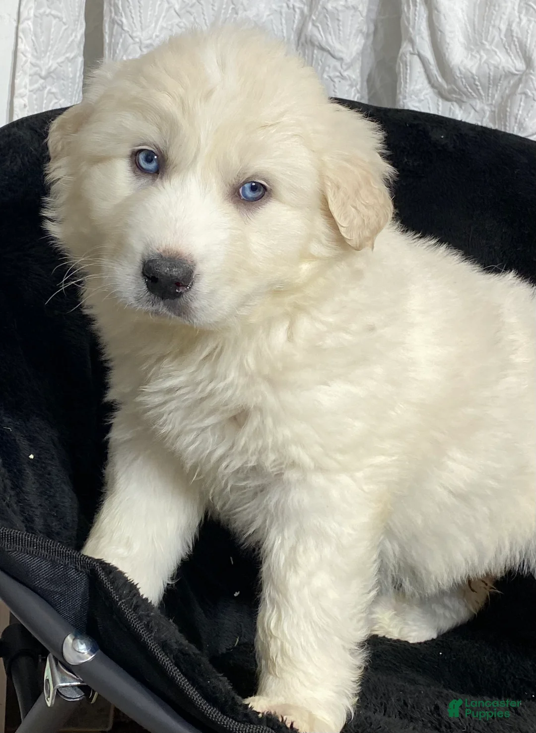 Great Pyrenees dogs for sale: Gina - Ad 6