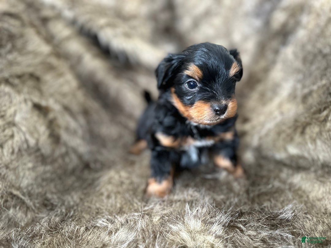 Shorkie dogs for sale: Luke - Ad 16