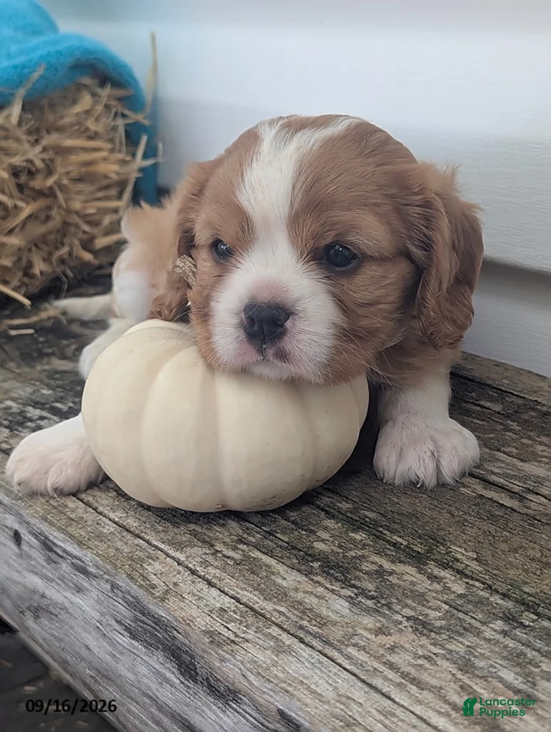 Cavalier King Charles Spaniel dogs for sale: Tove - Ad 2