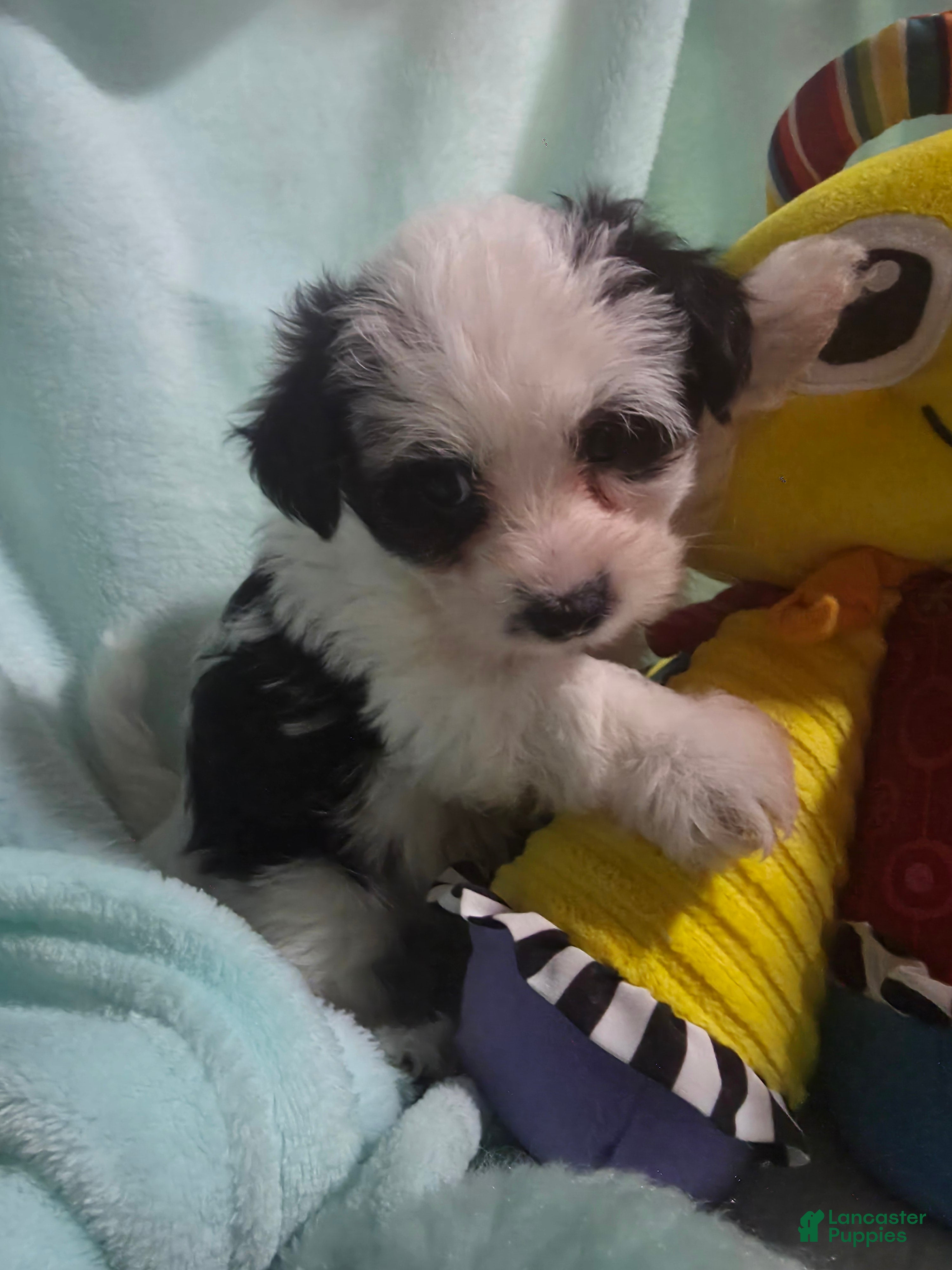 Morkie dogs Morkie 5 - Ad 2