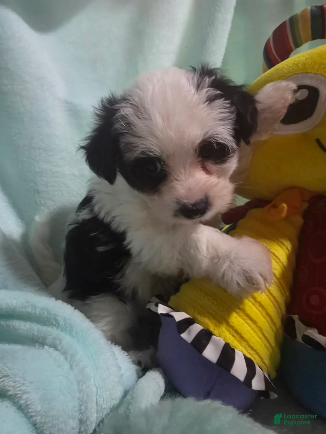 Morkie dogs for sale: Morkie 5 - Ad 2