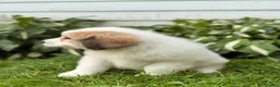 Great Pyrenees dogs for sale: Rover - Ad 17