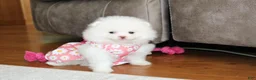 Pomeranian dogs for sale: Lanae - Ad 7