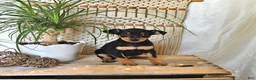 Miniature Pinscher dogs for sale: Mason - Ad 3