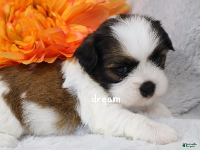 Mixed Breed dogs Gemma - Ad 1