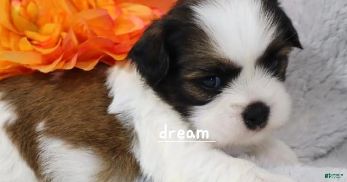 Gemma Mixed Breed for sale in Thorp | Lancaster Puppies