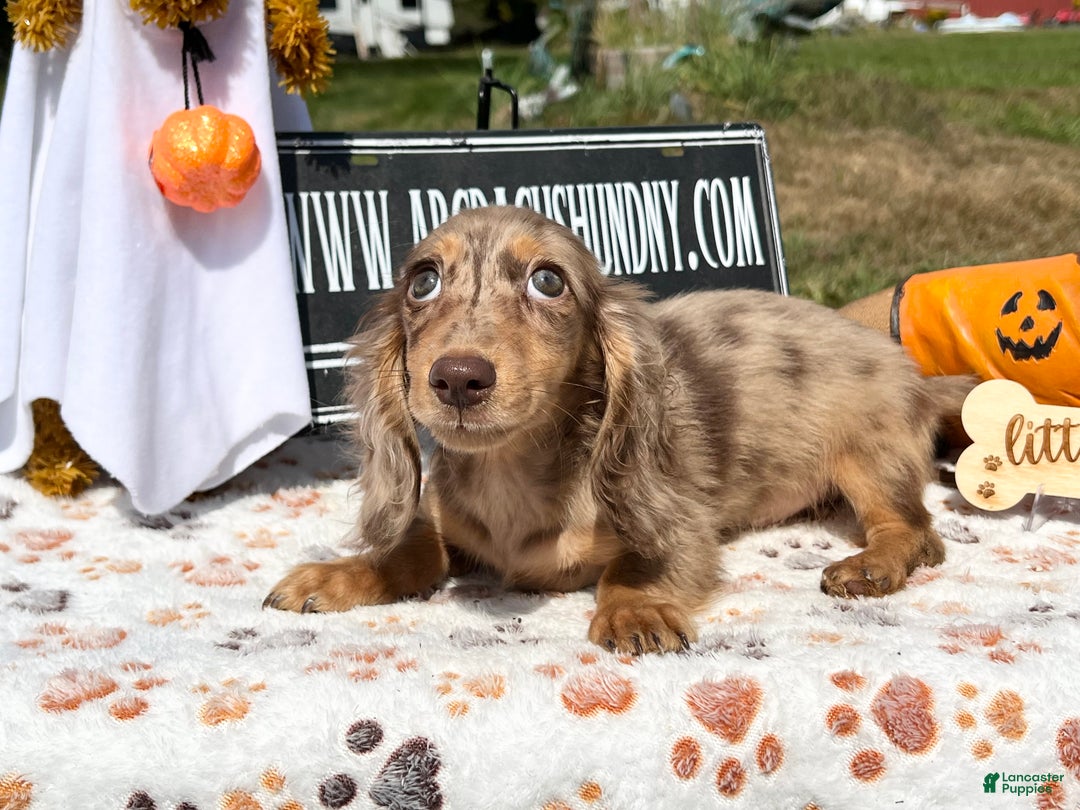 Miniature Dachshund dogs for sale: Miniature Dachshund dapple - Ad 8