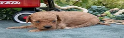 Mini Goldendoodle dogs for sale: Barbie - Ad 2