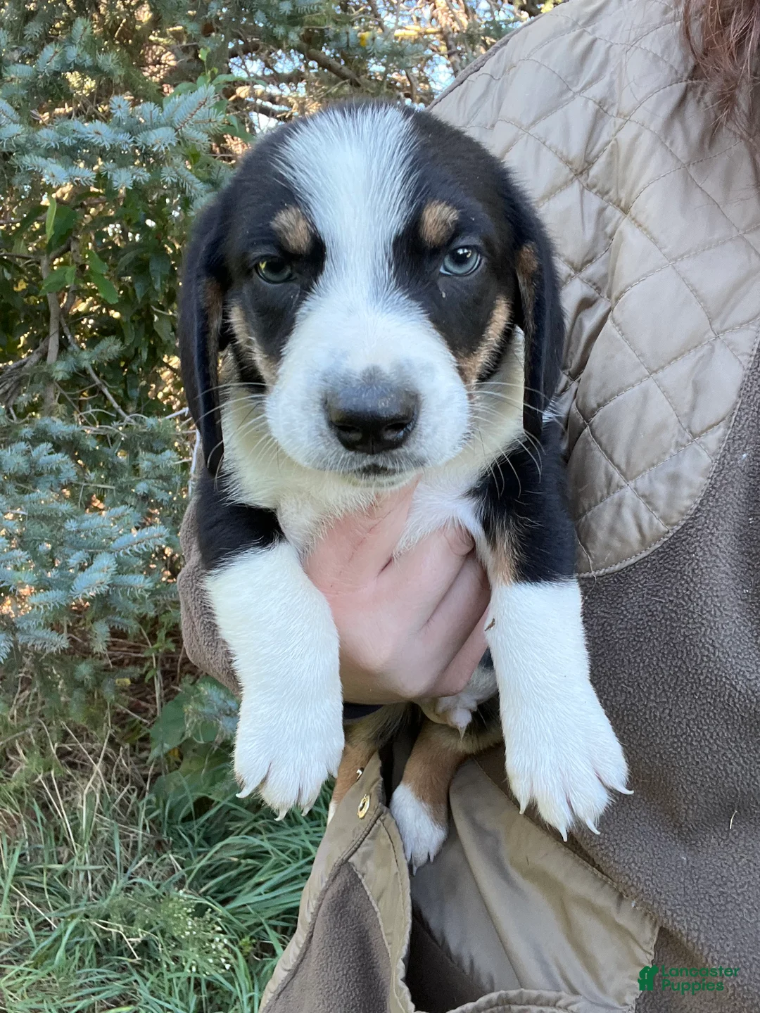 Mixed Breed dogs for sale: Male #3 - Ad 1