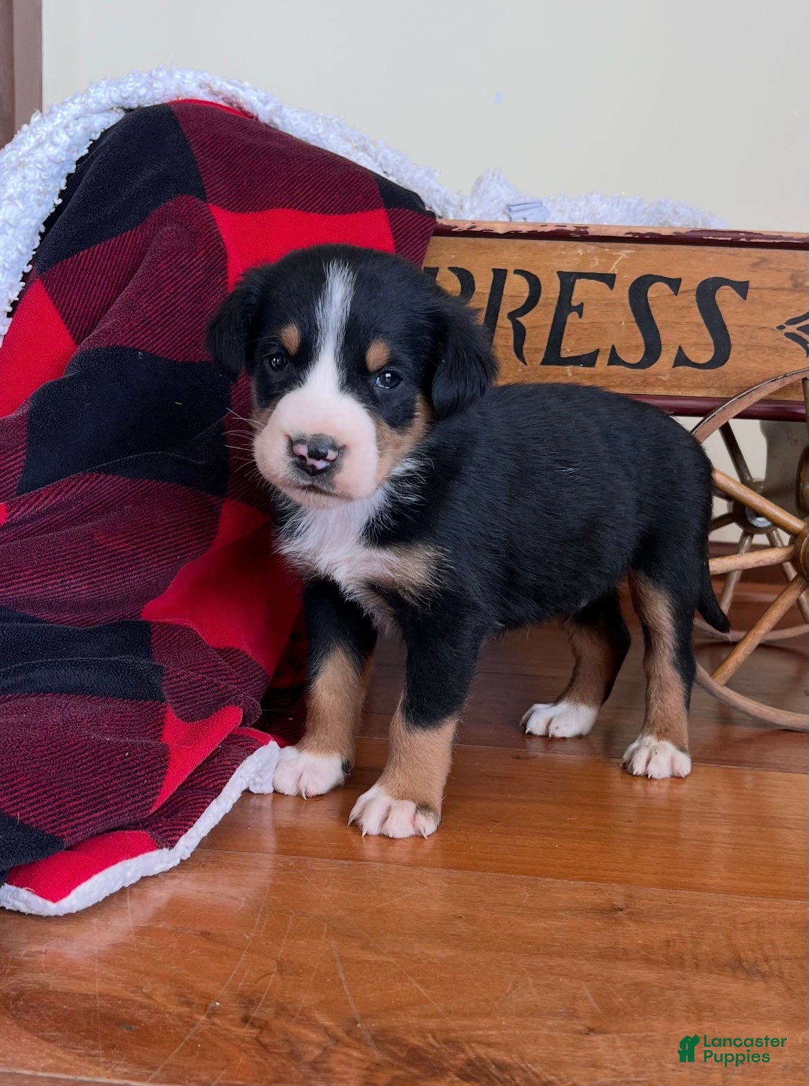 Greater Swiss Mountain Dog dogs Viper❤️🐾AKC Hip Cert❤️Call 717-859-8731 - Ad 12