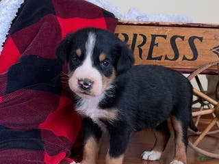 Greater Swiss Mountain Dog dogs Viper❤️🐾AKC Hip Cert❤️Call 717-859-8731 - Ad 9
