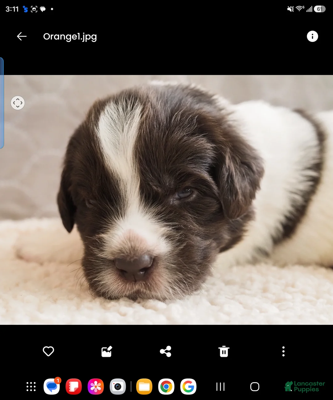 Newfoundland dogs for sale: Rainey (orange collar) - Ad 1