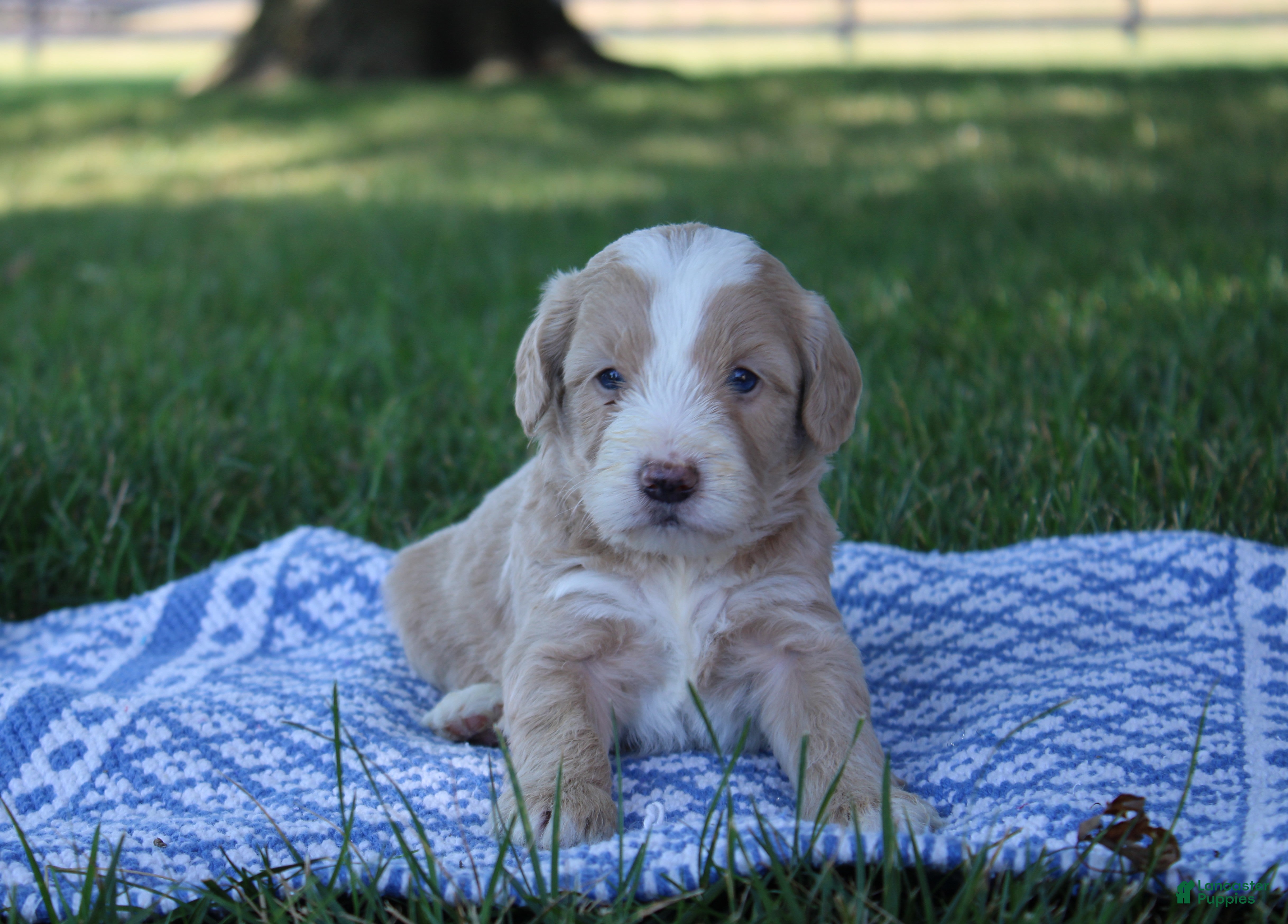Mini Goldendoodle dogs Victor - Ad 2