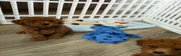 Toy Poodle dogs for sale: Tiger - Ad 8