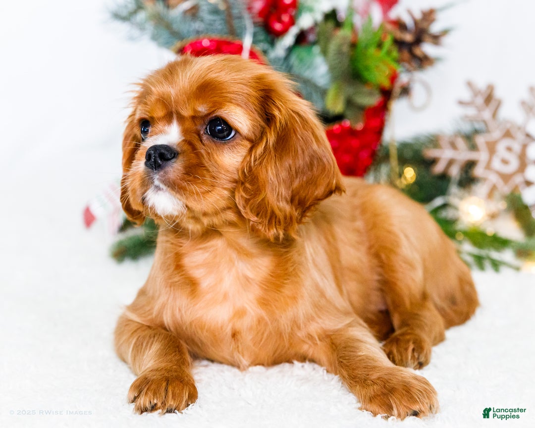 Cavalier King Charles Spaniel dogs for sale: Star - Ad 6