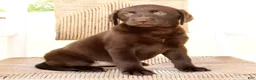 Labrador Retriever dogs for sale: Kelly - Ad 7