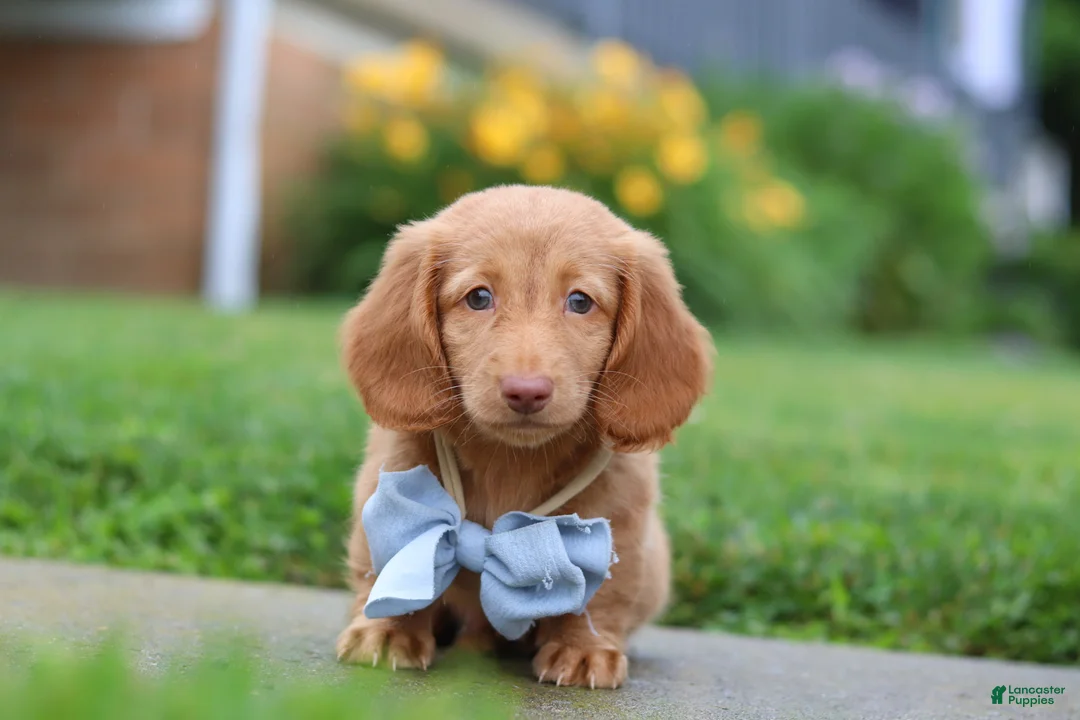 Dachshund dogs for sale: Chance - Ad 1