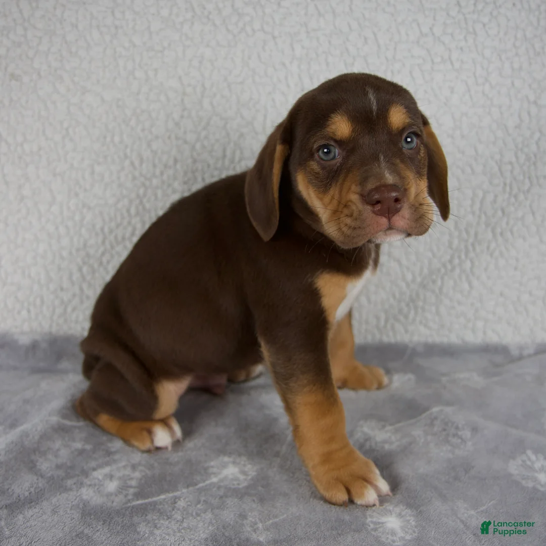 Beabull dogs for sale: Luie - Ad 2
