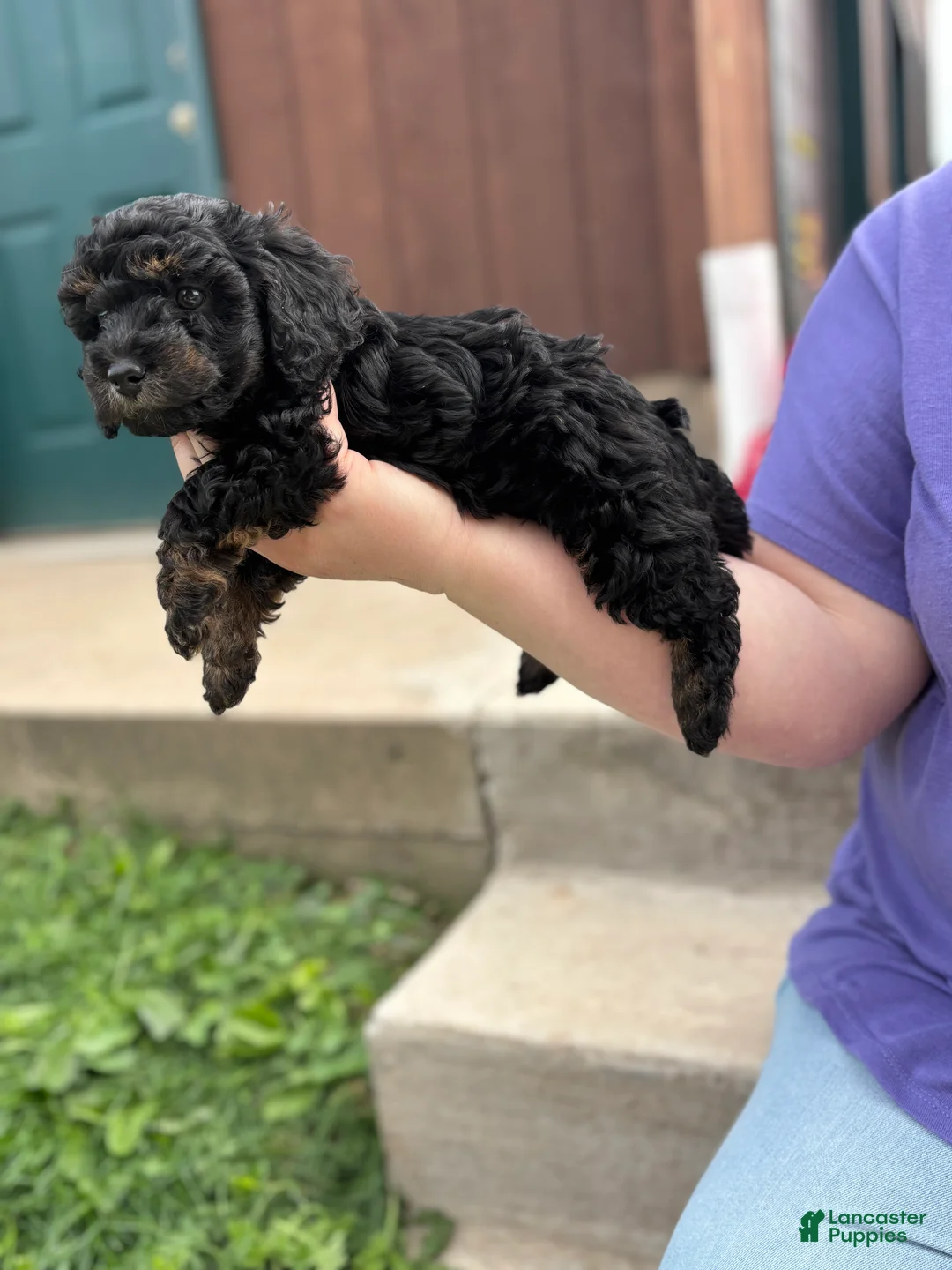 Miniature Poodle dogs for sale: Miniature Poodle Puppy 1 - Ad 1