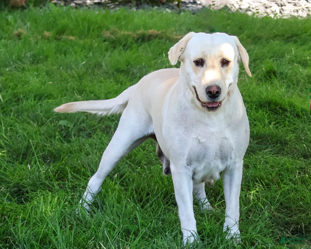 Labrador Retriever dogs for sale: Sparkle - Ad 2