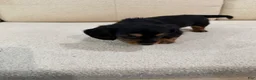 Miniature Dachshund dogs for sale: Miniature Dachshund 1 - Ad 6