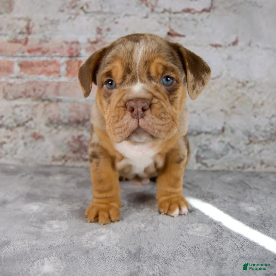 Beabull dogs for sale: Grant - Ad 1