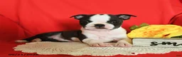 Boston Terrier dogs for sale: DeAnne - Ad 2