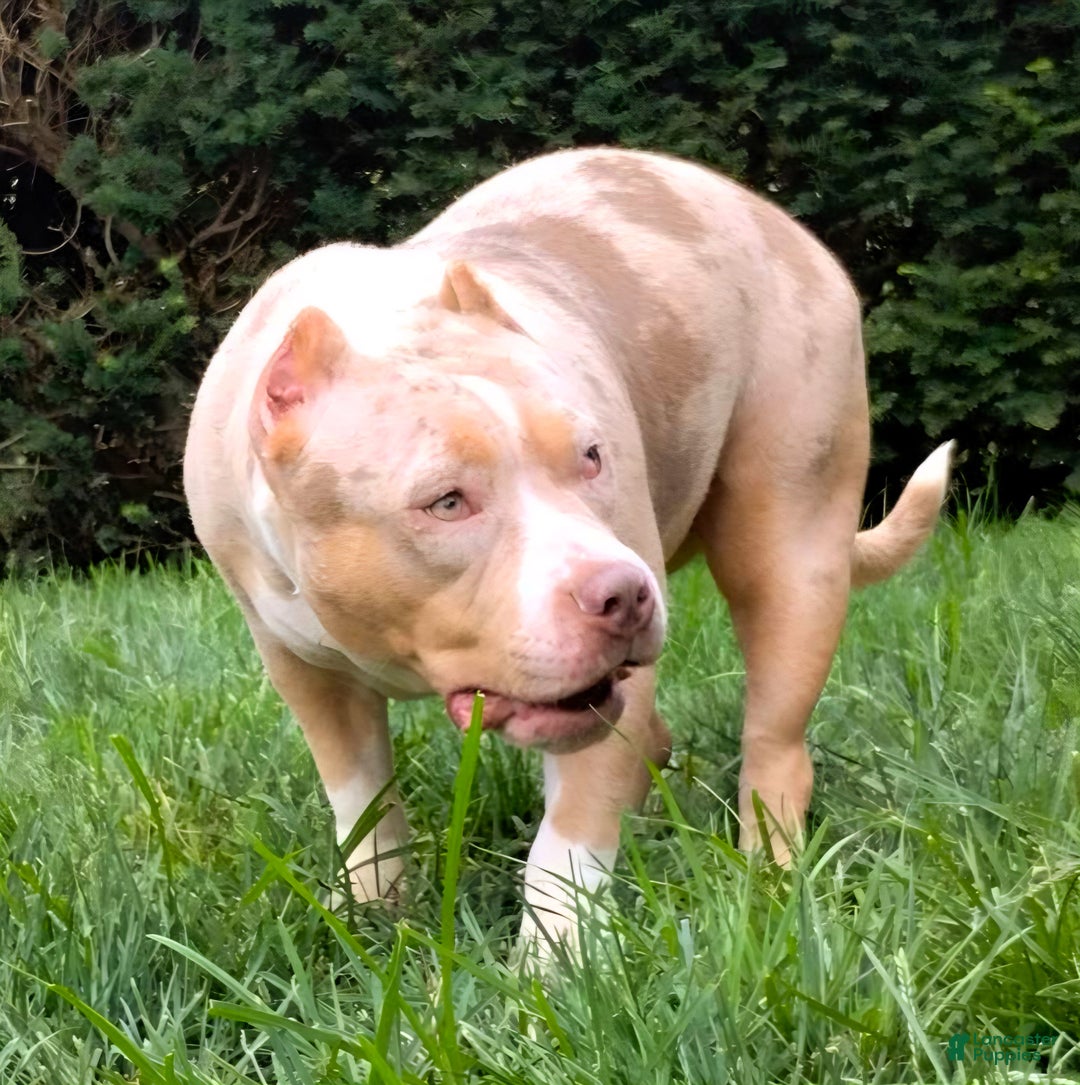 American Bully dogs for sale: "NICKI MINAJ" - Ad 4