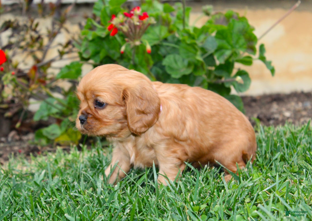 Cavalier King Charles Spaniel dogs for sale: Rosie - Genetic Tested Parents - Ad 7
