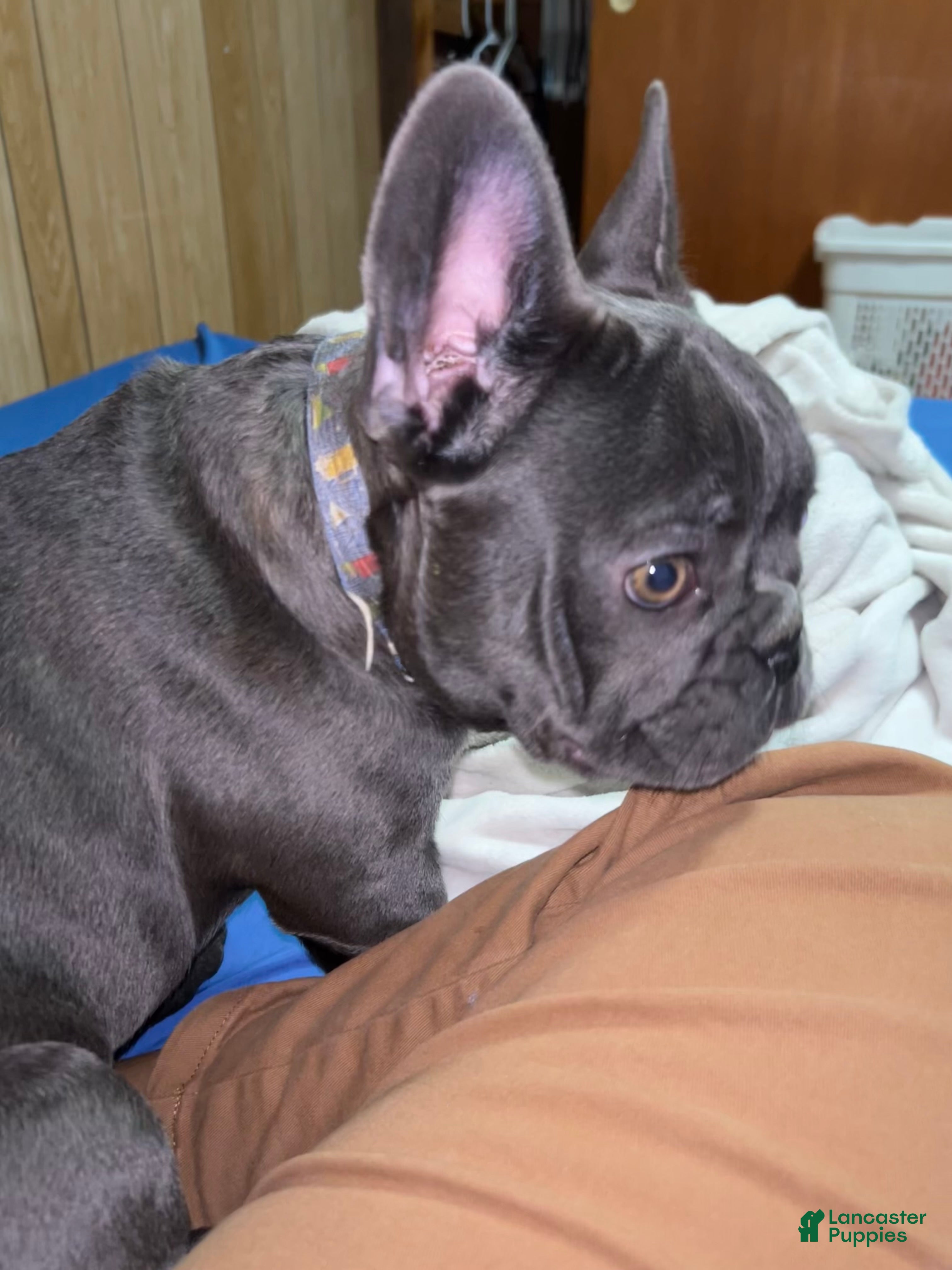 French Bulldog dogs French Bulldog Puppy 1 - Ad 32