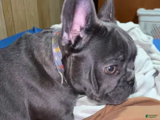 French Bulldog dogs French Bulldog Puppy 1 - Ad 41