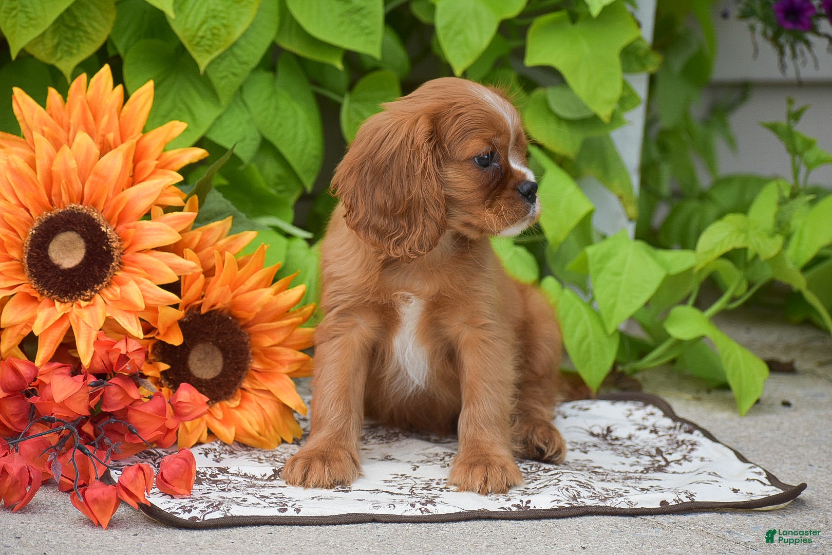 Cavalier King Charles Spaniel dogs Chief - Ad 2