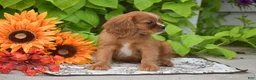 Cavalier King Charles Spaniel dogs for sale: Chief - Ad 2