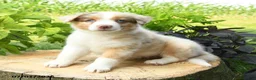 Australian Shepherd dogs for sale: Tiana - Ad 3