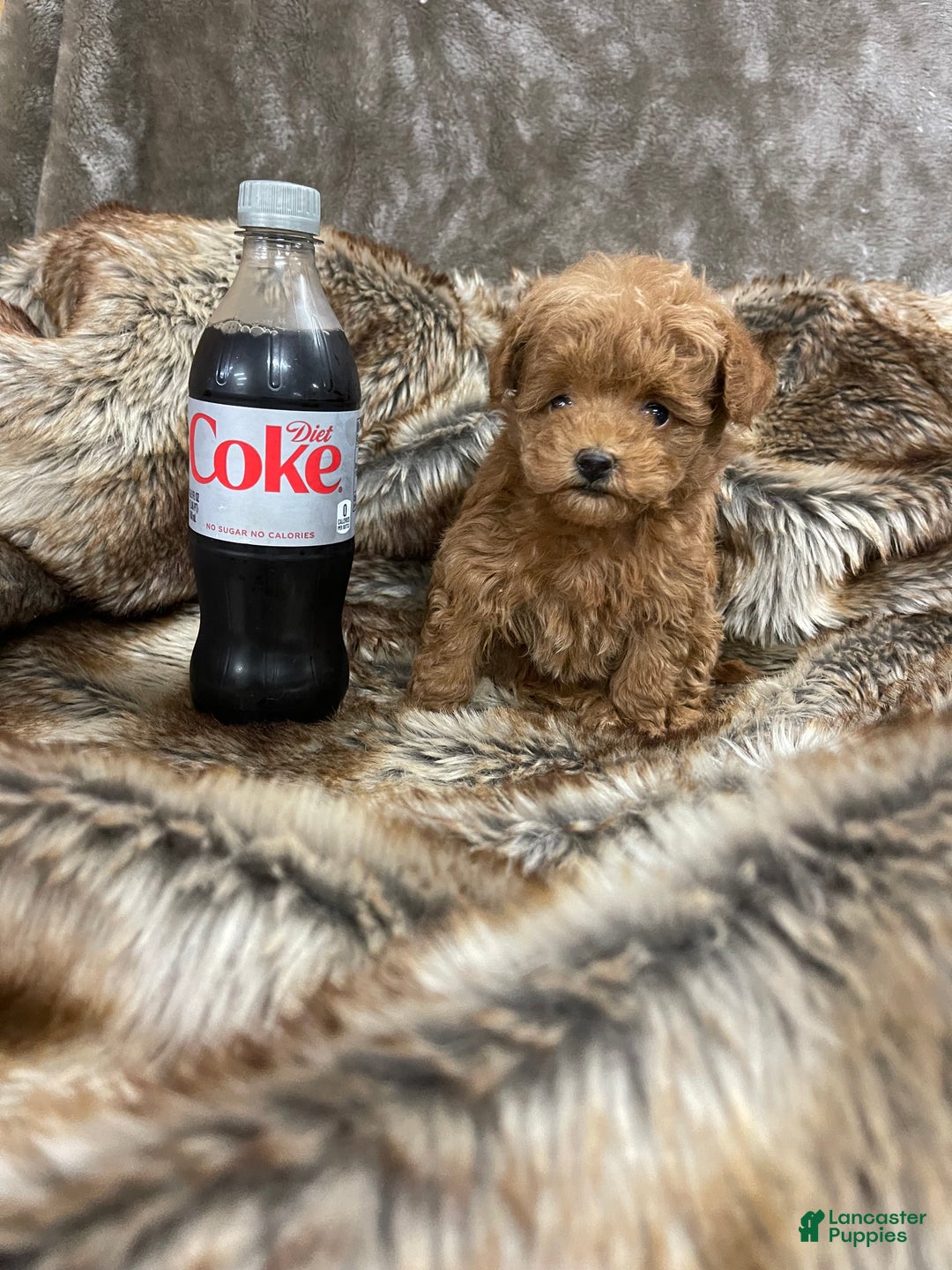 Toy Poodle dogs for sale: Toy Poodle Puppy 1 - Ad 3