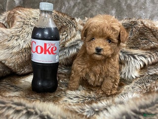 Toy Poodle dogs Toy Poodle Puppy 1 - Ad 33