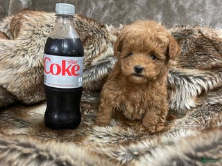 Toy Poodle dogs Toy Poodle Puppy 1 - Ad 26