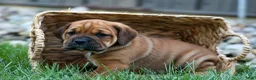 Beabull dogs for sale: Axel 💙🐾 - Ad 12