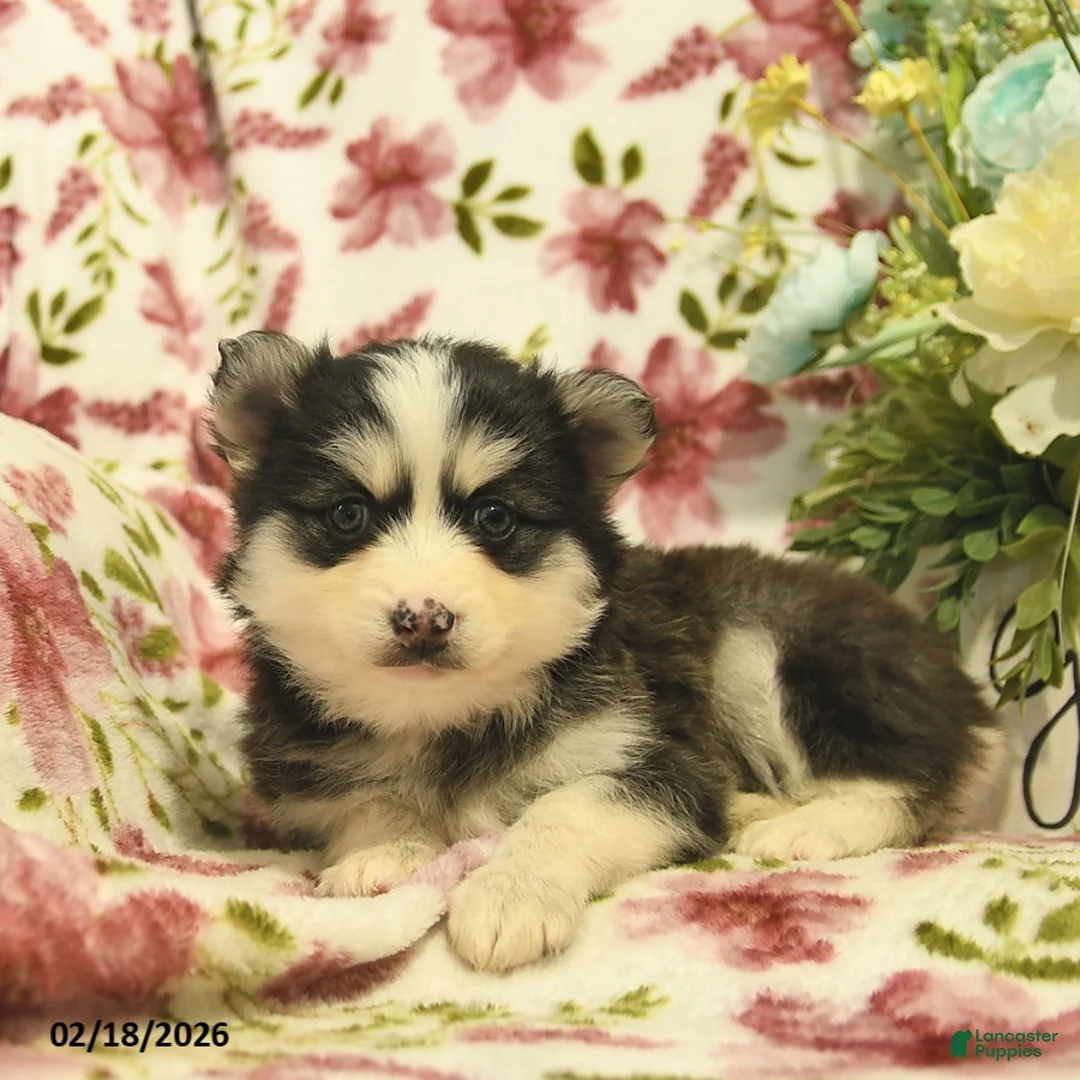 Pomsky dogs for sale: Indigo  - Ad 4