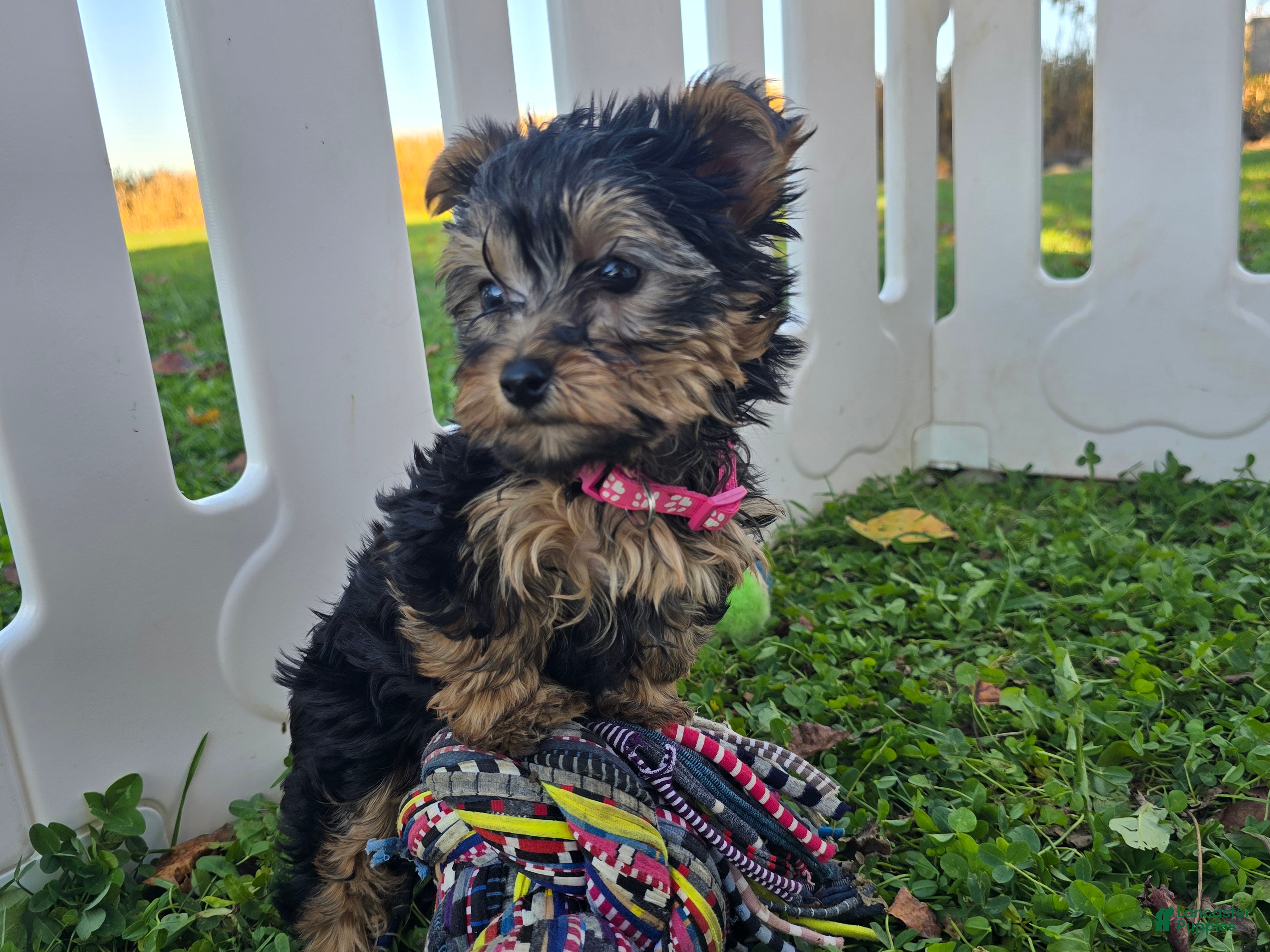Yorkshire Terrier dogs Yorkshire Terrier 1 - Ad 1