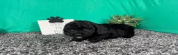 Miniature Poodle dogs for sale: Miniature Poodle 4 - Ad 3