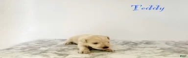 Miniature Schnauzer 2