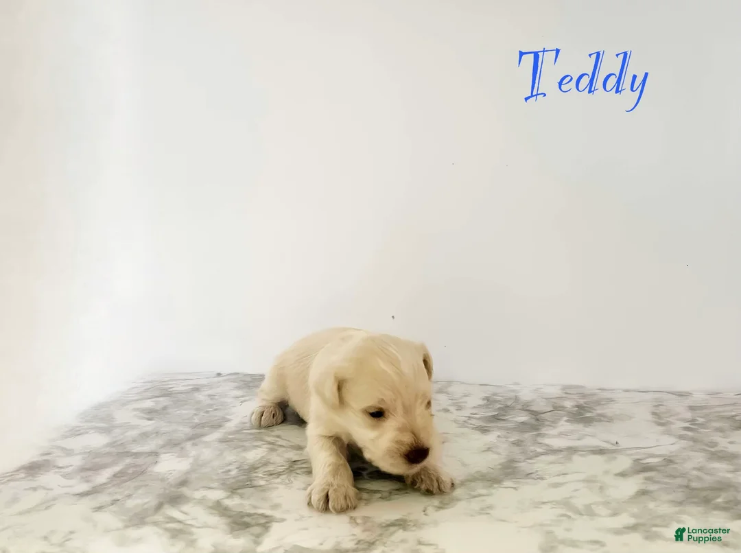 Miniature Schnauzer dogs for sale: Miniature Schnauzer 2 - Ad 1