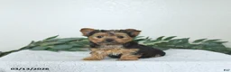 Yorkshire Terrier dogs for sale: Theo - EXTRA SMALL - Ad 10