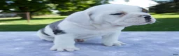Beabull dogs for sale: Hunter - Ad 5