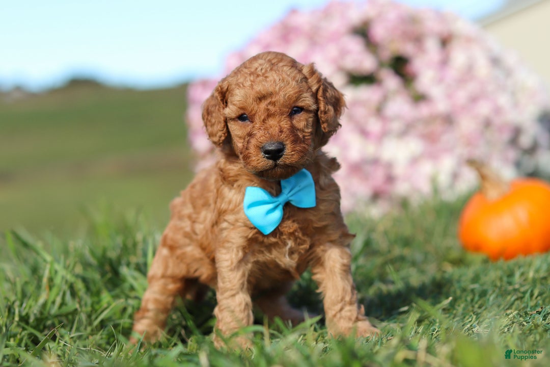 Cavapoo dogs for sale: Baxter - Ad 4