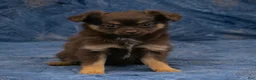 Chihuahua dogs for sale: Hailey - Ad 3